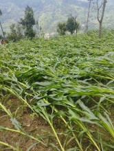 बैतडीमा हावाहुरी सहितको बर्षाले मकैमा क्षति, किसान चिन्तित 